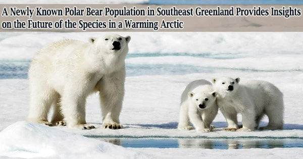 A Newly Known Polar Bear Population in Southeast Greenland Provides Insights on the Future of the Species in a Warming Arctic