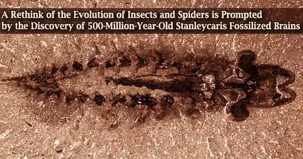 A Rethink of the Evolution of Insects and Spiders is Prompted by the Discovery of 500-Million-Year-Old Stanleycaris Fossilized Brains