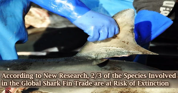 According to New Research, 2/3 of the Species Involved in the Global Shark Fin Trade are at Risk of Extinction