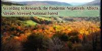 According to Research, the Pandemic Negatively Affects Already Stressed National Forest