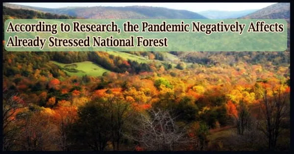 According to Research, the Pandemic Negatively Affects Already Stressed National Forest