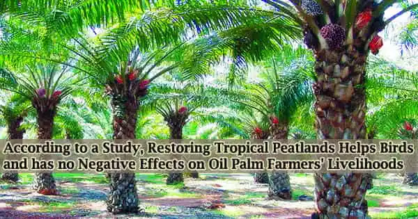 According to a Study, Restoring Tropical Peatlands Helps Birds and has no Negative Effects on Oil Palm Farmers’ Livelihoods