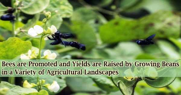 Bees are Promoted and Yields are Raised by Growing Beans in a Variety of Agricultural Landscapes