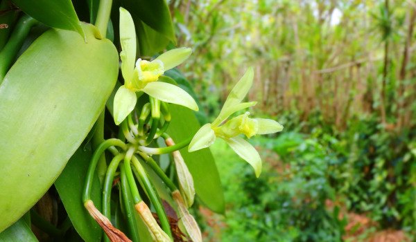Biodiversity-is-enhanced-by-Vanilla-Cultivation-on-Fallow-Land-1