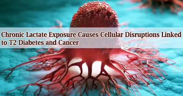 Chronic Lactate Exposure Causes Cellular Disruptions Linked to T2 Diabetes and Cancer