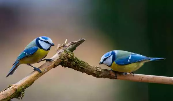 Climate-Change-causes-changes-in-Bird-Coloration-1