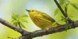 Climate Change causes changes in Bird Coloration