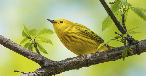 Climate Change causes changes in Bird Coloration