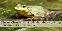 Climate Change may Erode the Ability of Frogs to Withstand Salt Pollution