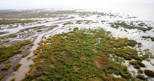 Climate Change may be exacerbated by Coastal Marsh Migration