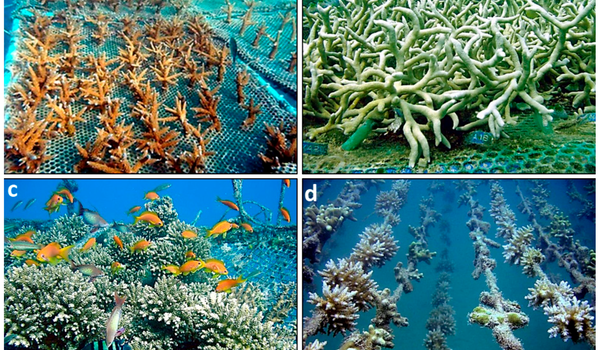 Computer-Modeling-aims-to-inform-Coral-Reef-Restoration-and-Conservation-1
