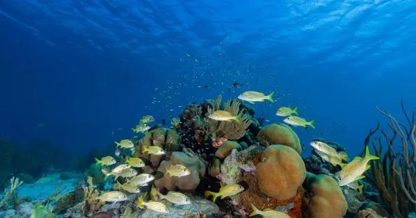Computer Modeling aims to inform Coral Reef Restoration and Conservation