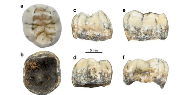 Denisovan Mystery in Asia is Solved by an Ancient Tooth