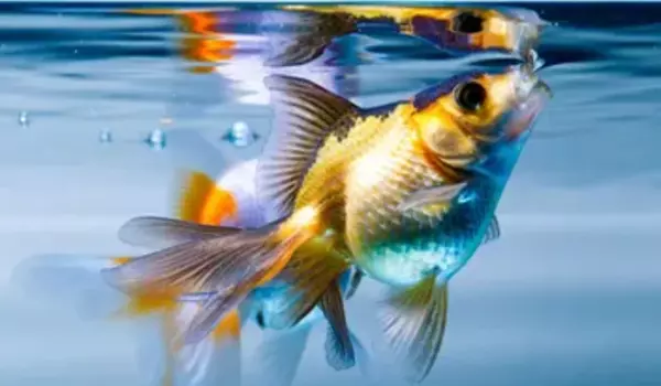 Do Fish Suffer Oxygen Deficit 1.webp