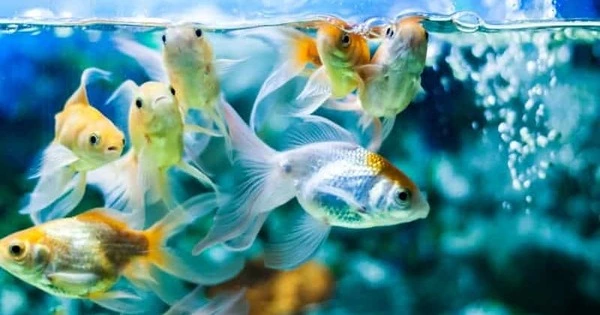 Do Fish Suffer Oxygen Deficit?