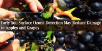 Early Soil-Surface Ozone Detection May Reduce Damage to Apples and Grapes