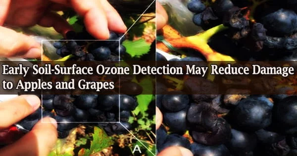Early Soil-Surface Ozone Detection May Reduce Damage to Apples and Grapes