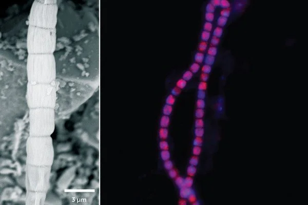 Electrical-Bacteria-could-help-Clean-up-Oil-spills-and-Reduce-Methane-Emissions-1