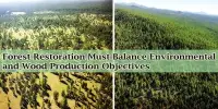 Forest Restoration Must Balance Environmental and Wood Production Objectives