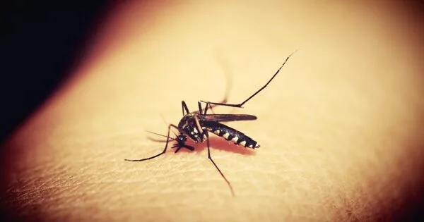 Future Mosquito Activity is Predicted by Climate Factors