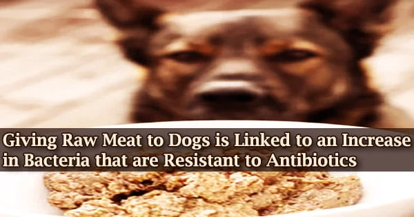 Giving Raw Meat to Dogs is Linked to an Increase in Bacteria that are Resistant to Antibiotics