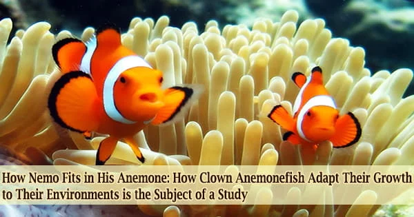 How Nemo Fits in His Anemone: How Clown Anemonefish Adapt Their Growth to Their Environments is the Subject of a Study