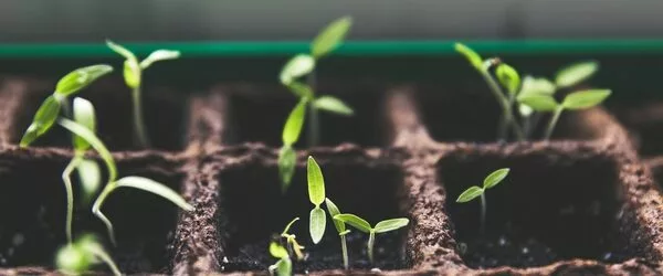 How-Stressed-out-Plants-make-their-Own-Aspirin-1