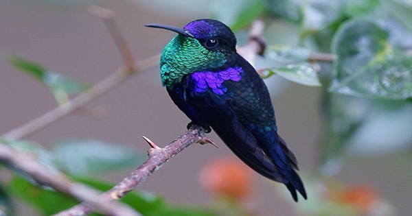 Hummingbirds Have the Most Colorful Plumage of All Known Birds