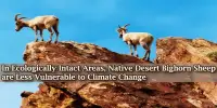 In Ecologically Intact Areas, Native Desert Bighorn Sheep are Less Vulnerable to Climate Change