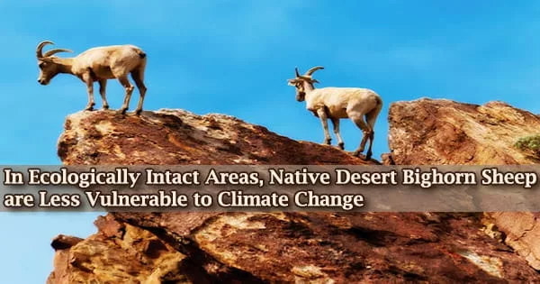 In Ecologically Intact Areas, Native Desert Bighorn Sheep are Less Vulnerable to Climate Change