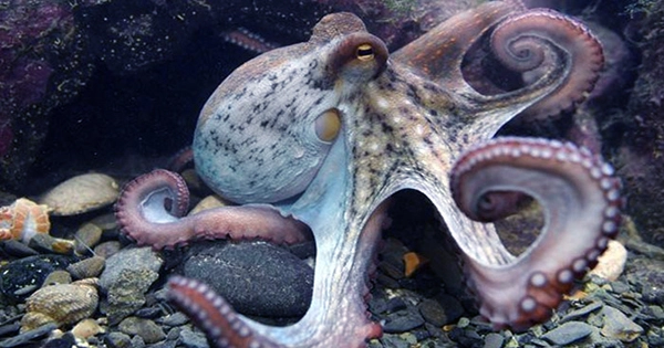 Jumping Genes Are Present In both Octopus and Human Brains, and May Have A Surprising Function