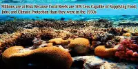 Millions are at Risk Because Coral Reefs are 50% Less Capable of Supplying Food, Jobs, and Climate Protection than they were in the 1950s