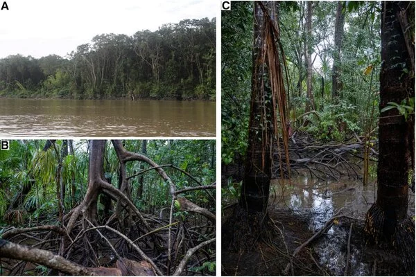 Monitoring-Carbon-Storage-in-Mangroves-with-Remote-Sensing-1
