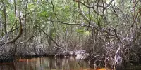 Monitoring Carbon Storage in Mangroves with Remote Sensing