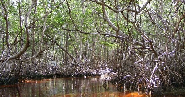 Monitoring Carbon Storage in Mangroves with Remote Sensing