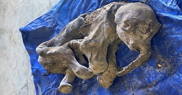 Mummified Baby Woolly Mammoth Discovered By Gold Miners in Canada