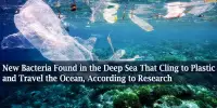 New Bacteria Found in the Deep Sea That Cling to Plastic and Travel the Ocean, According to Research