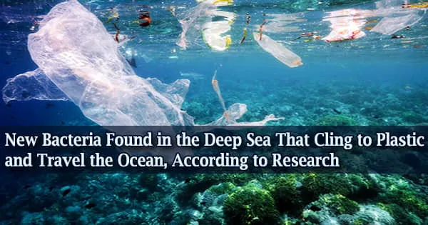 New Bacteria Found in the Deep Sea That Cling to Plastic and Travel the Ocean, According to Research
