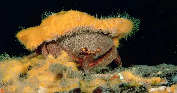 New Species of Absurdly Fluffy Crab Makes Hats Out Of Sea Sponges