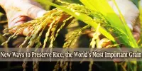 New Ways to Preserve Rice, the World’s Most Important Grain