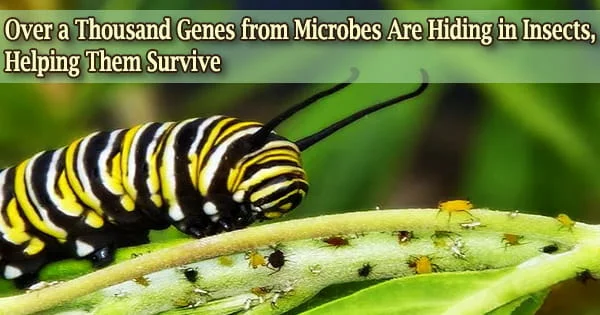 Over a Thousand Genes from Microbes Are Hiding in Insects, Helping Them Survive
