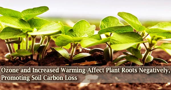 Ozone and Increased Warming Affect Plant Roots Negatively, Promoting Soil Carbon Loss