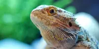 Pet Reptiles Abandoned By Owners In The Face Of Rising Energy Costs