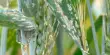 Powdery Mildew Spreads Globally due to Migration and Trade