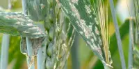 Powdery Mildew Spreads Globally due to Migration and Trade