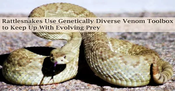 Rattlesnakes Use Genetically Diverse Venom Toolbox to Keep Up With Evolving Prey