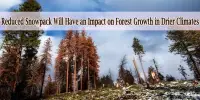 Reduced Snowpack Will Have an Impact on Forest Growth in Drier Climates