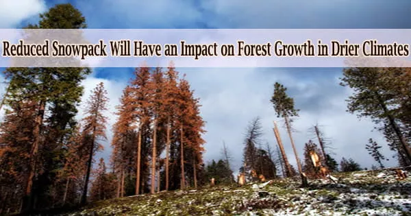 Reduced Snowpack Will Have an Impact on Forest Growth in Drier Climates