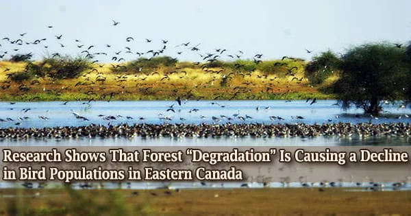 Research Shows That Forest “Degradation” Is Causing a Decline in Bird Populations in Eastern Canada