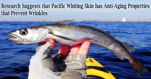 Research Suggests that Pacific Whiting Skin has Anti-Aging Properties that Prevent Wrinkles